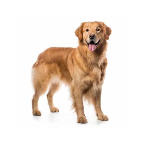 Dogs