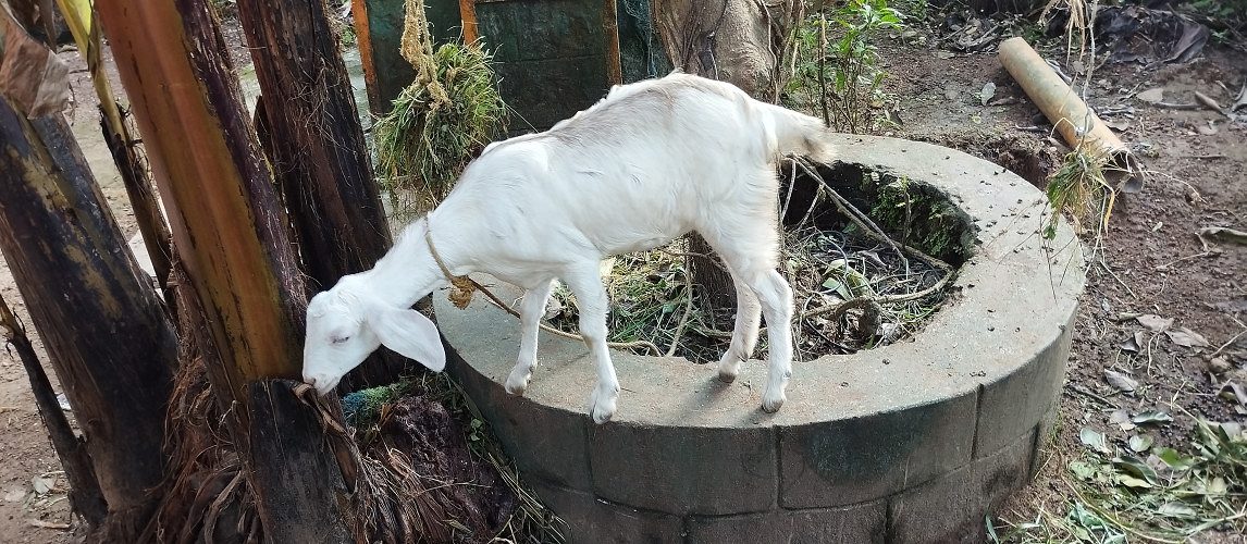 ജമ്‌നാ പ്യാരി മലബാറി ആടുകൾ വില്പനയ്ക്ക് 08943697973/09596487296