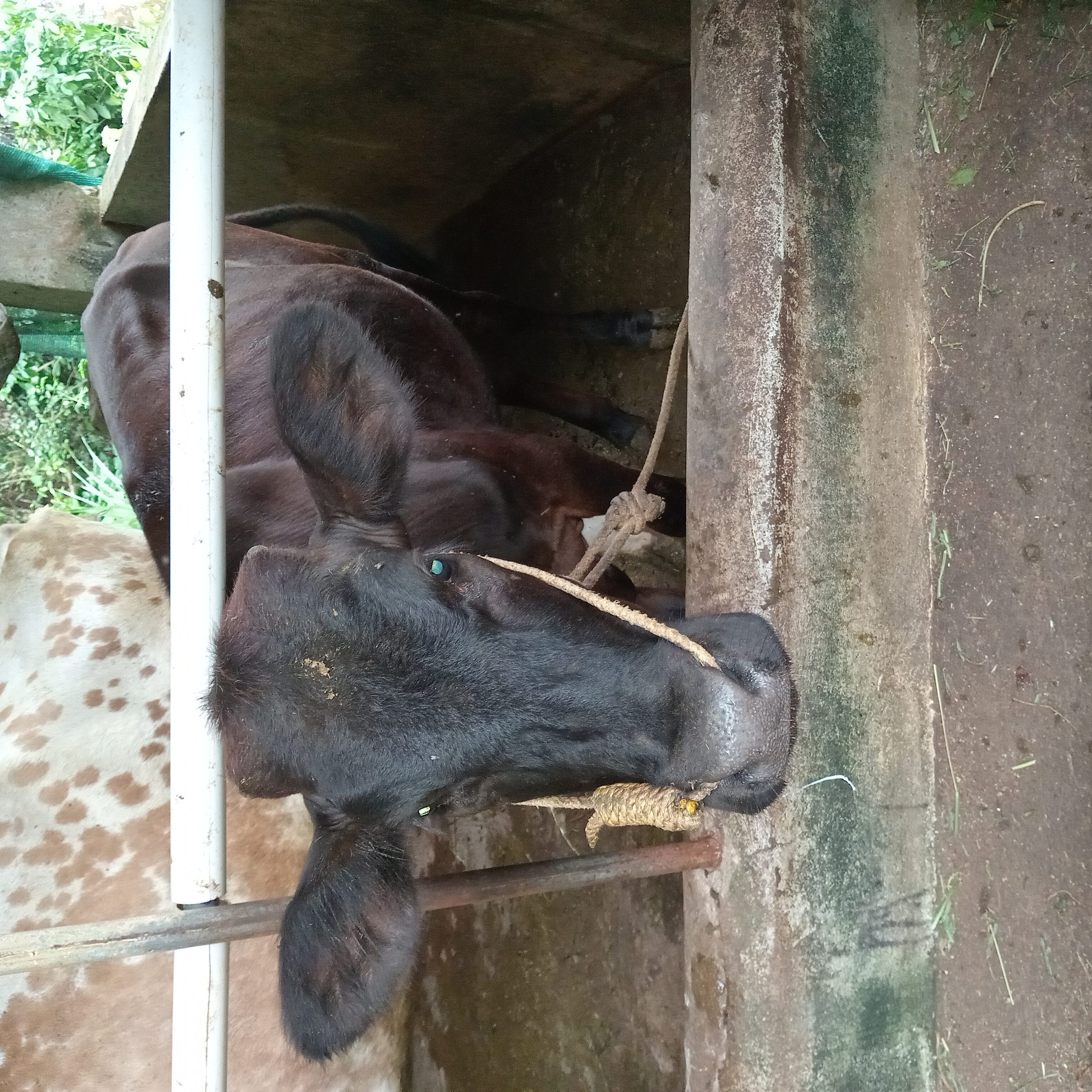 10 months old calf for sale in nedumkunnam near karukachal kottayam district