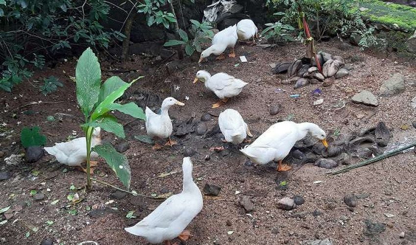 10 vigova for sale 1 male and 9 females