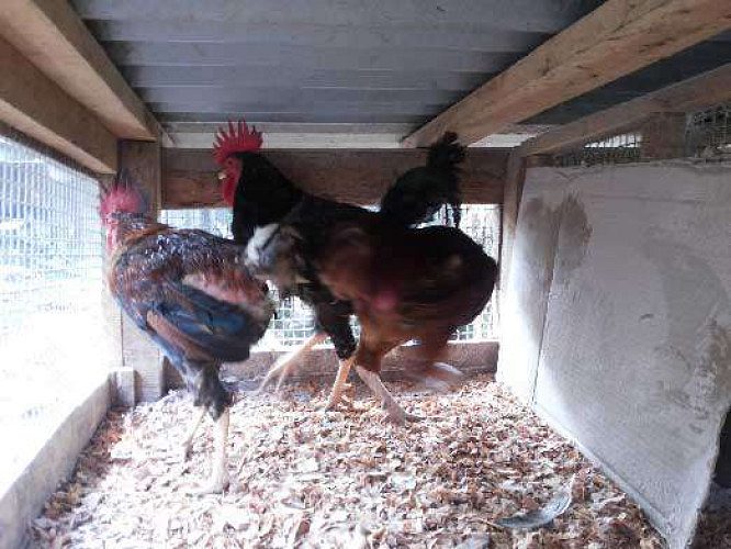 100% organic free range naadan povan kozhi