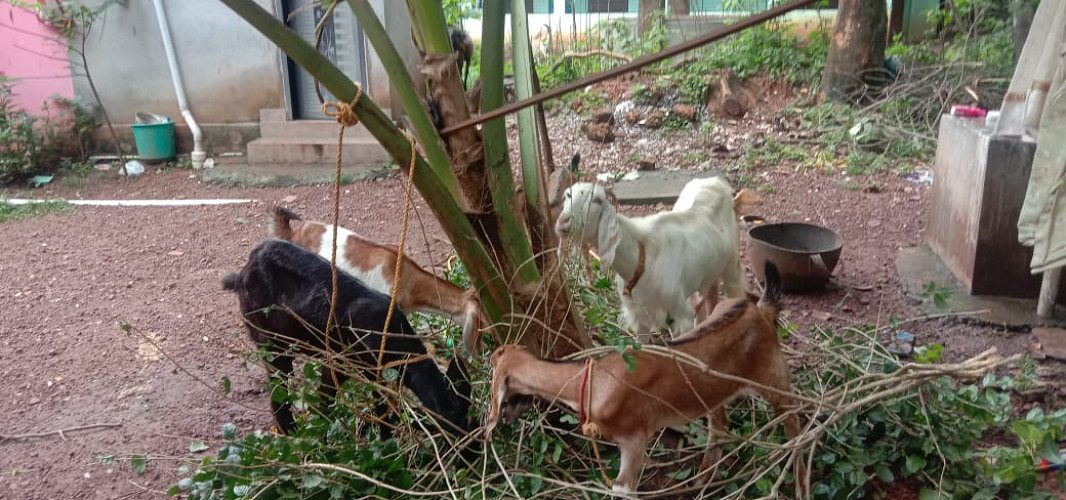 11 Goats for sale at Kollam