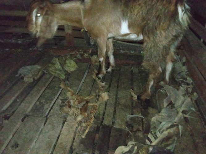 11 months old goat for sale