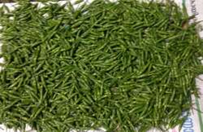 Kanthari