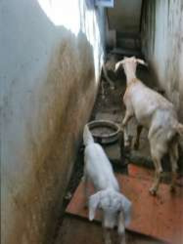 FEMALE GOAT AND FEMALE KID