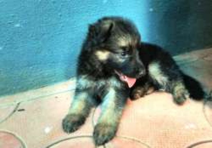 German shepherd puppies for sale