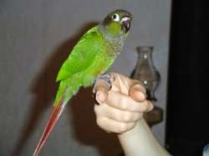 Conures Available For Sale