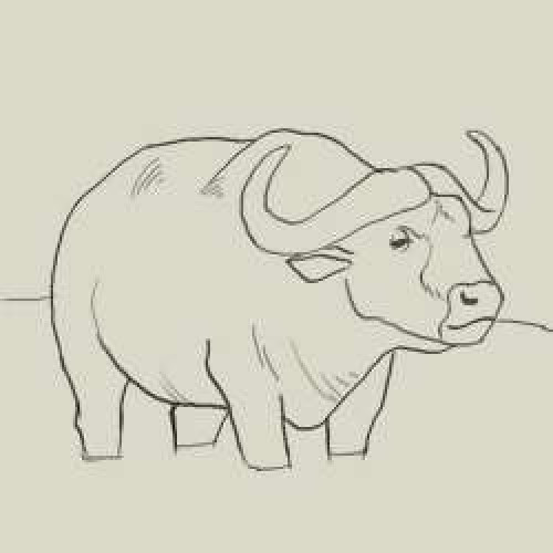 Buffalo