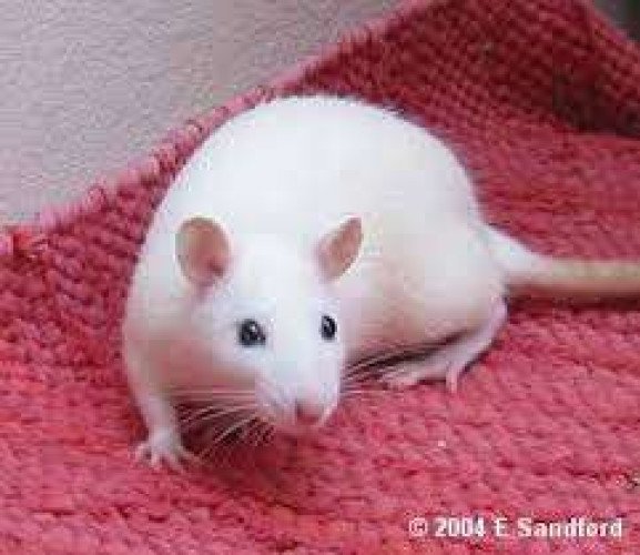 Breading pair white colour rat