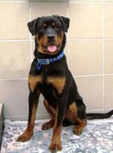 8 months old Rottweiler Available