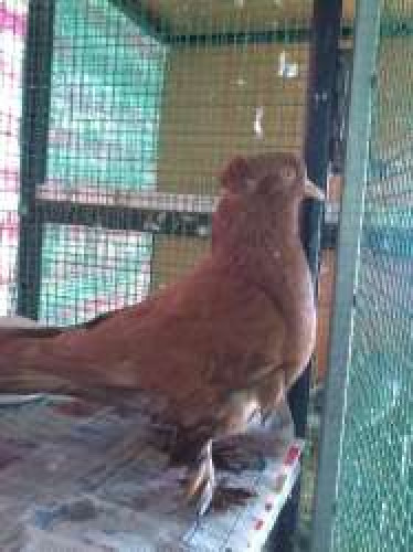 Australian red pigeons