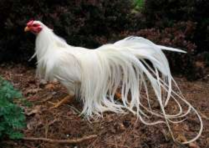 Onagadory Hens