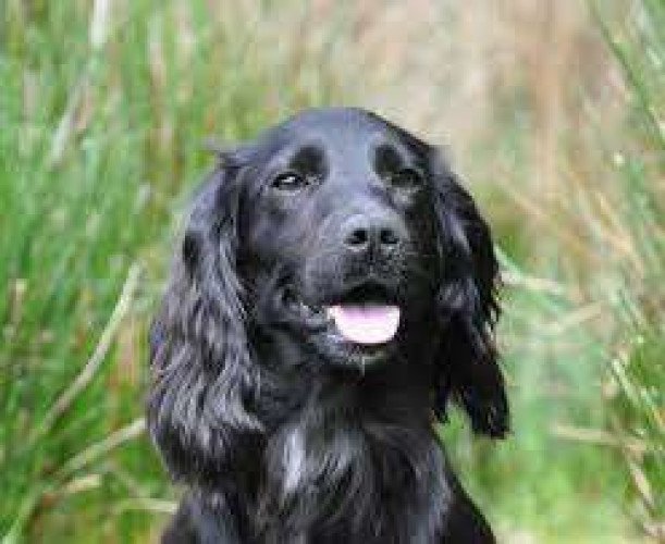 COCKER SPANIYAL PUPPY