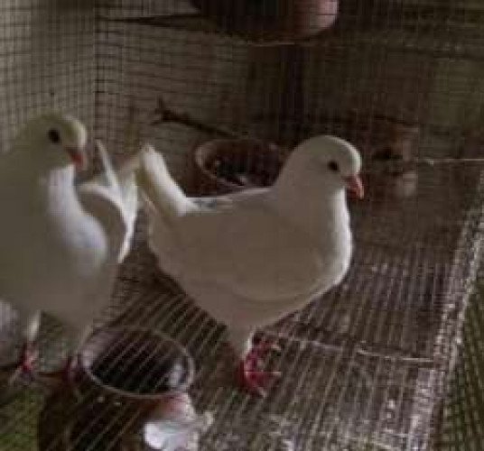 King pigeons breeding pair