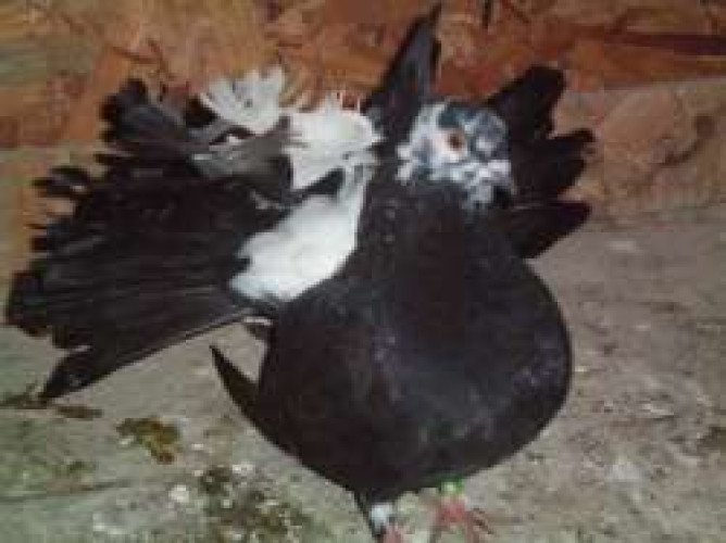 Fantal pigeons black male white fem