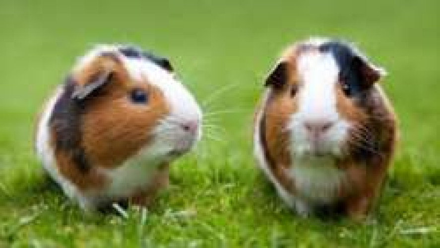 Guniea pigs PAI