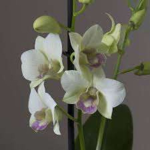 Orchids plants