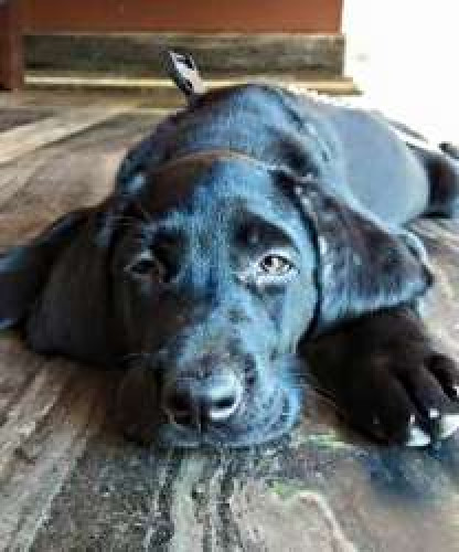 Labrador puppy female