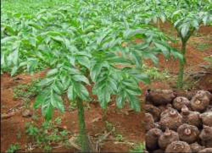 Elephant yam(chena)