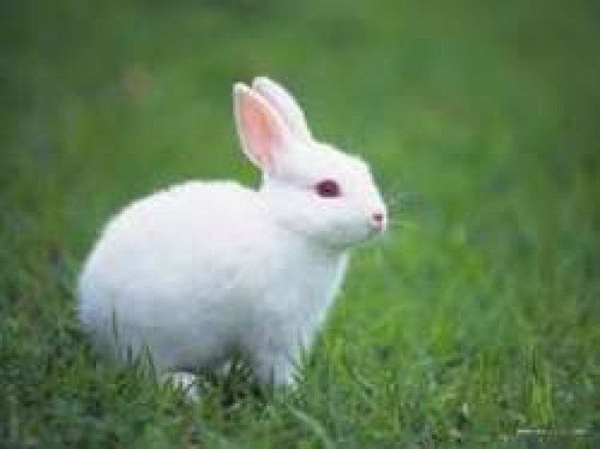 Rabbit For Sale