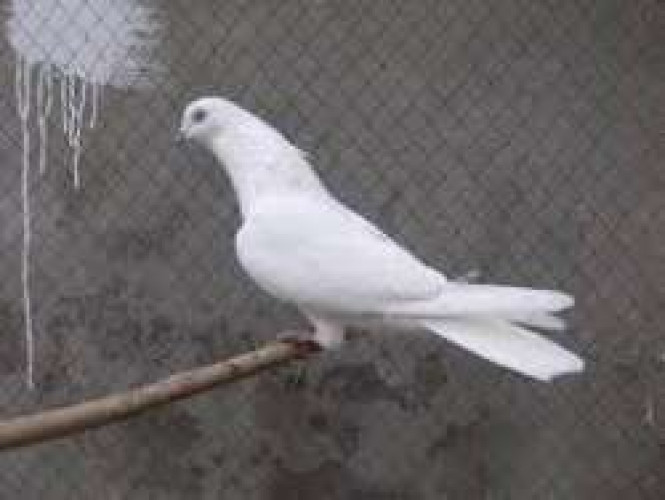 High flying pigeon
