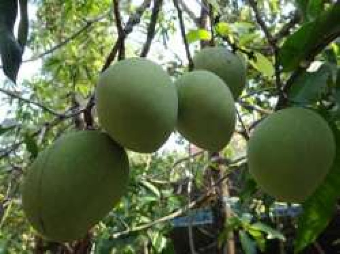 Moovandan Mango