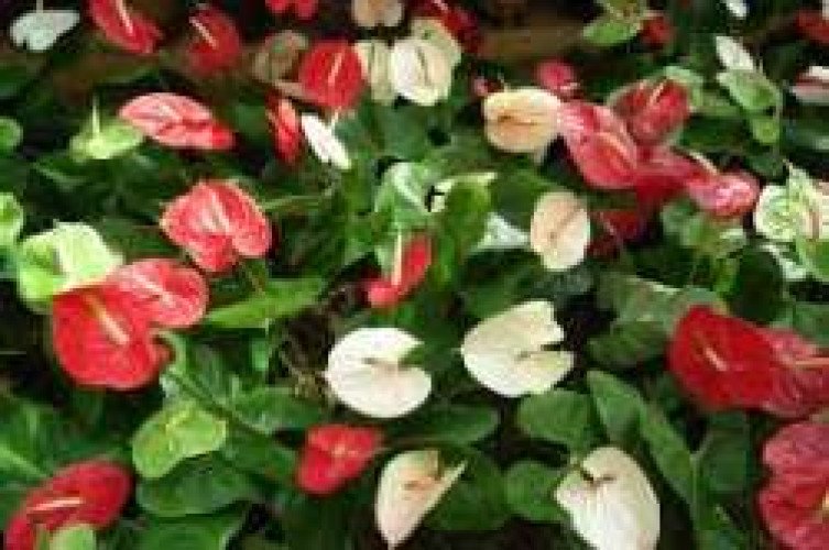 Anthurium Flowers