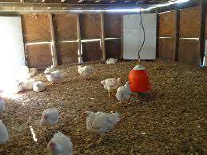 POULTRY MANURE