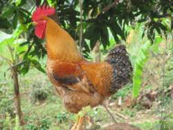 Naadan Poovan kozhi