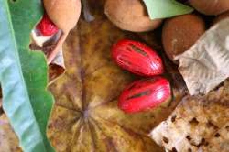 Wild Nutmeg