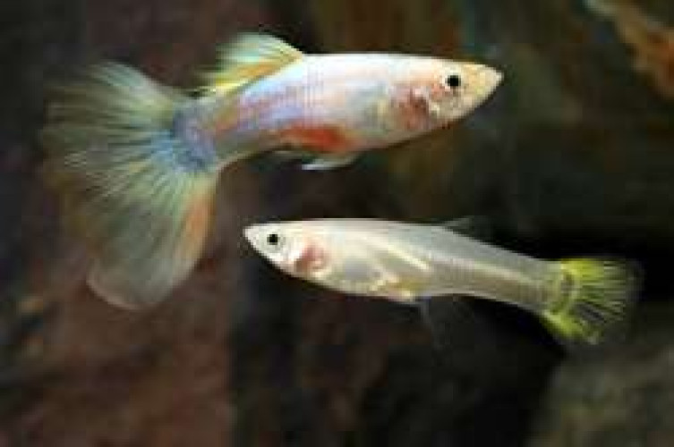 Guppy fish