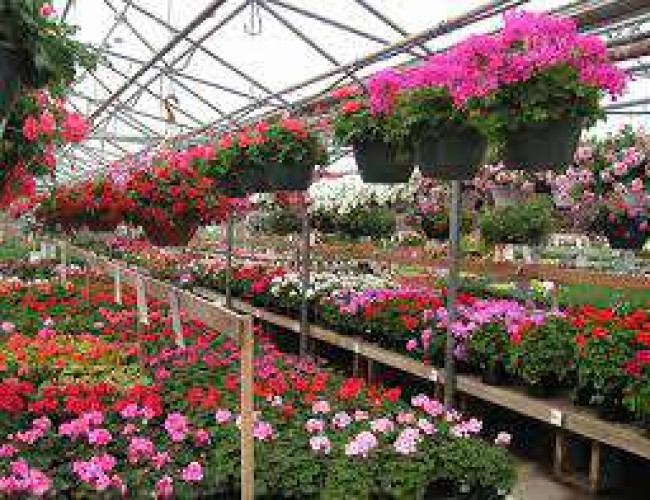 Kichoos Nursery & Garden