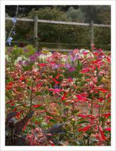 Soumya Nursery And Gardens