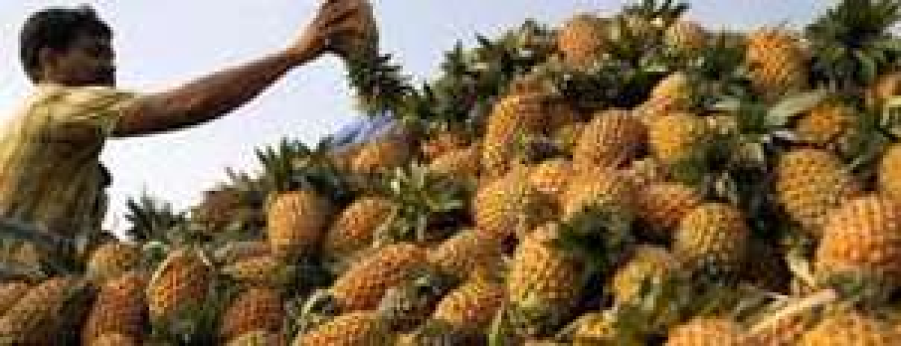 Pineapple