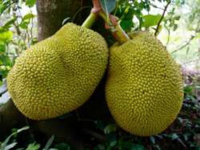 Jackfruit