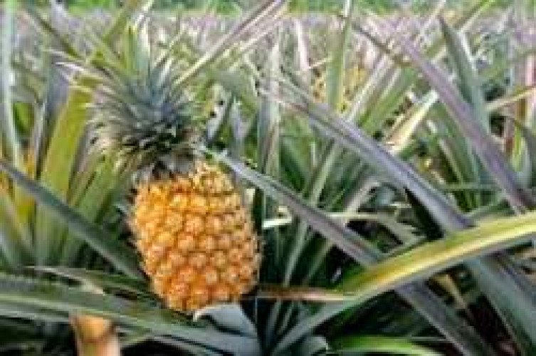 pineapple seedle