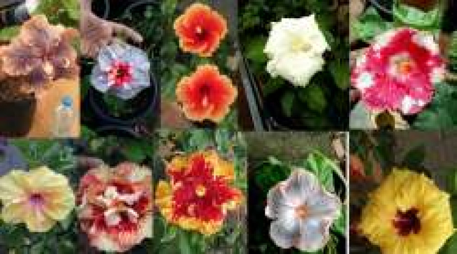 Hybrid Hibiscus