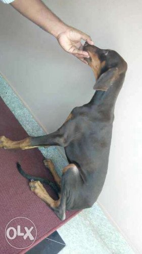 Doberman male puppy for salee