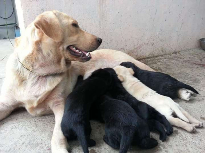 lab puppies black nd creame for sale