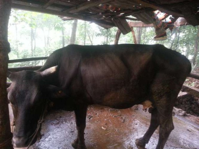 nadan cow