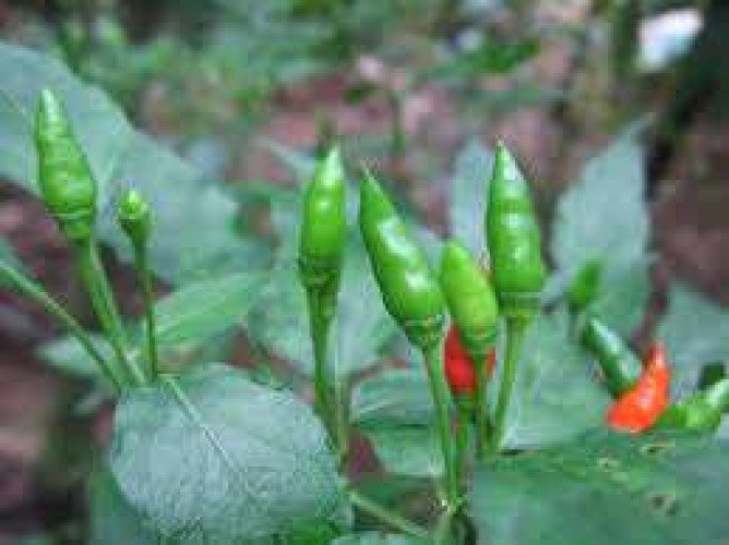 Kanthari Mulaku | Birds eye chilly Kerala