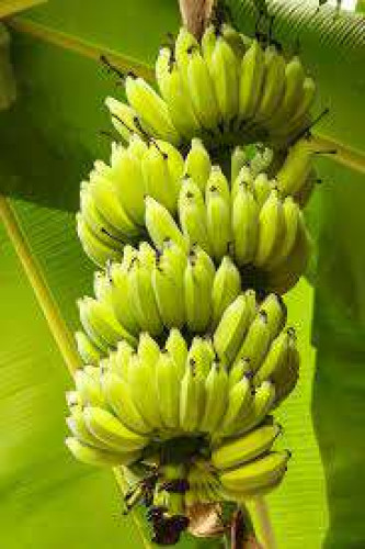 Banana for Sale