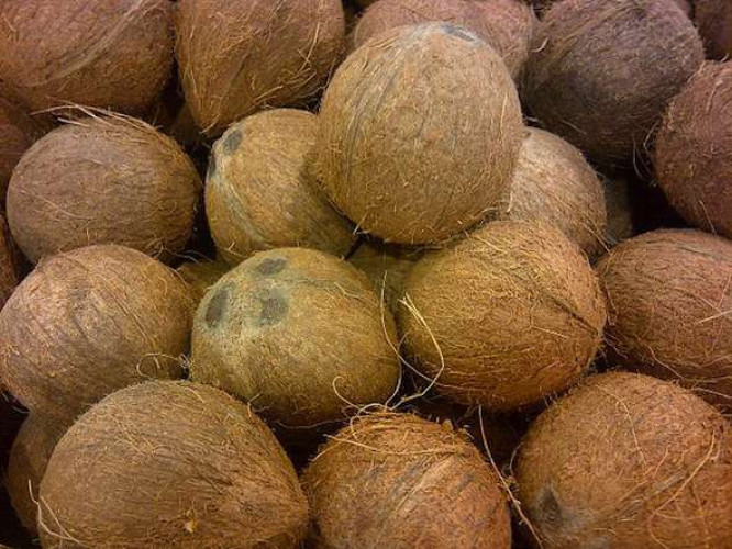 coconut for sale