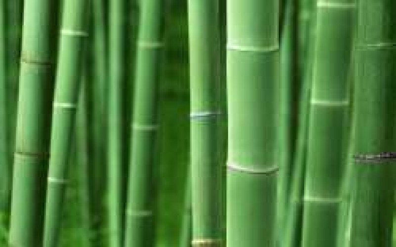 Yellow And Green Bamboo for sale