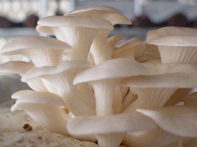 Oyster Mushroom for Sale