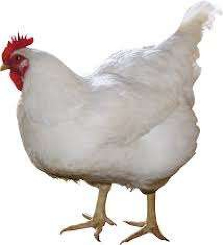 Kozhi Valam for Sale