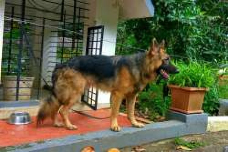 German Shepherd Male.10 Months Old