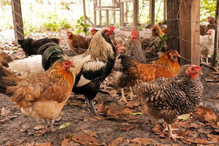 Nadan Chicken for sale