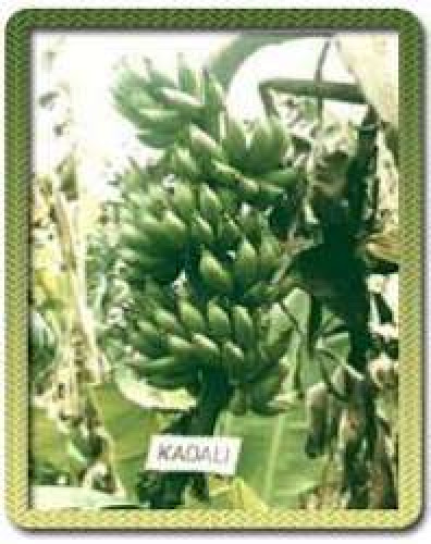 Banana for sale
