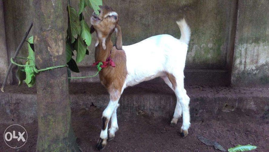 Female Goat of 1 Year Old